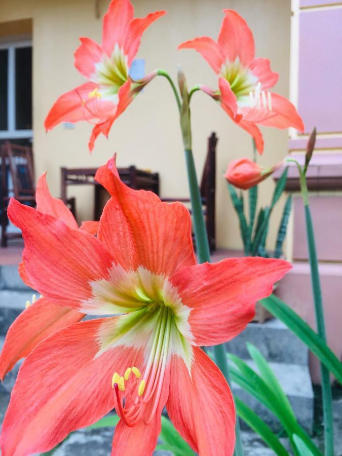 Tam Coc Green Homestay نينه بينه المظهر الخارجي الصورة